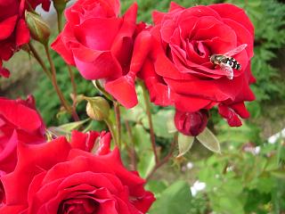 Lato 2008 4.JPG