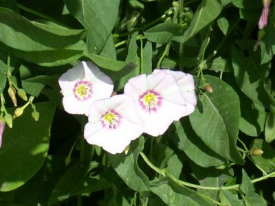 a 026.jpg