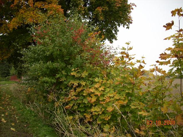 j 004.jpg